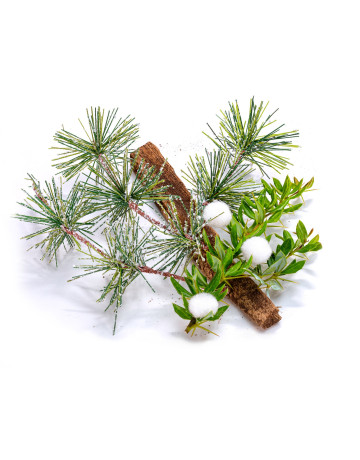 Blue Spruce + Mistletoe Fragrance Oil 