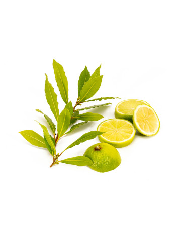 Citron Vert + Bay Leaf Fragrance Oil 