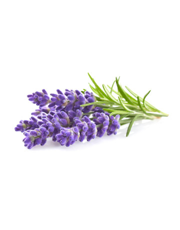 Lavender Calm Fragrance Oil 