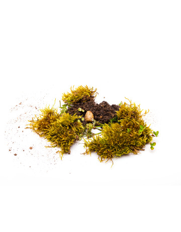 Marshland Moss + Green Leaves Fragrance Oil 